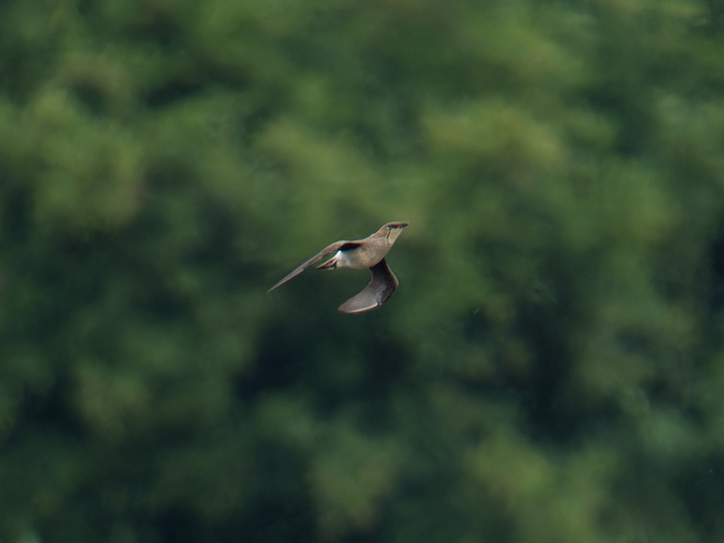 Photo of Black-winged Pratincole